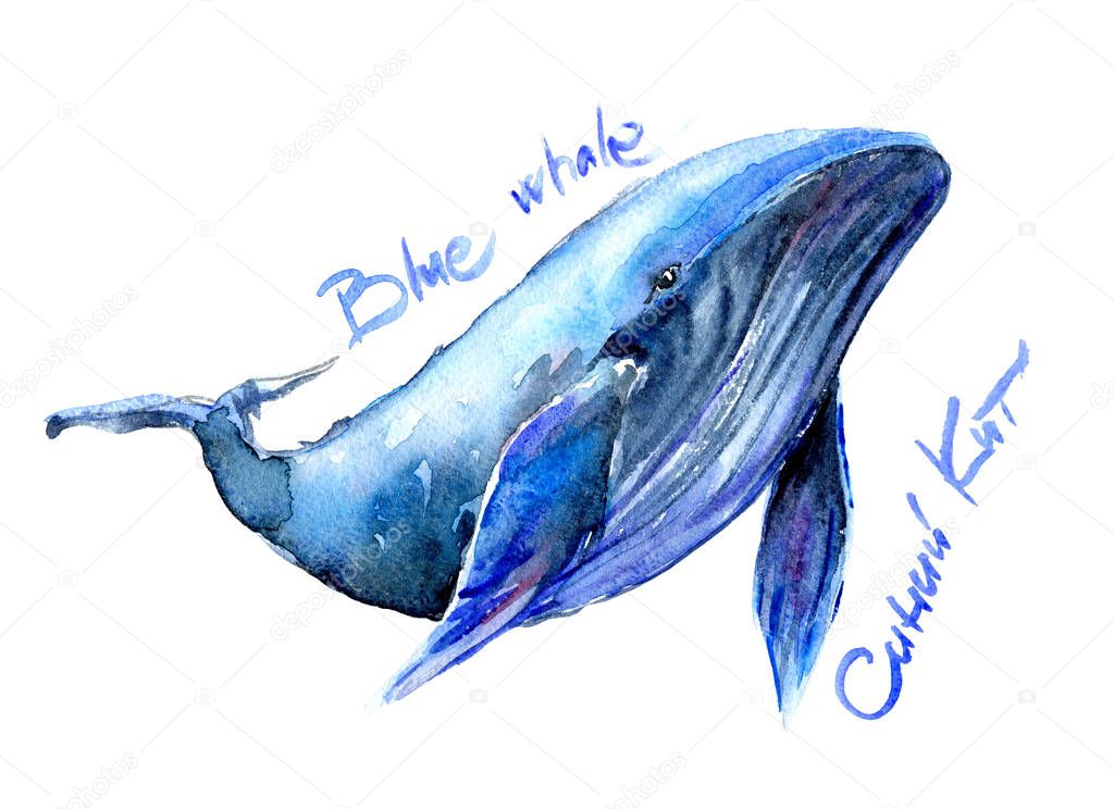 Humpback Blue whale watercolor illustration. Underwater fauna. name in English, Russian