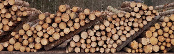 Panorama rond de pieux de billes de bois avec différents diamètres de pin pour le fond — Photo