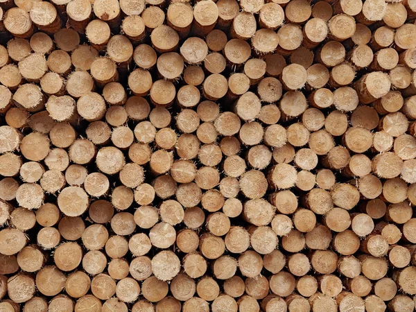 Grumes rondes en bois fond de texture close-up avec différents diamètres de pin stockés dans une grande pile — Photo