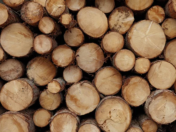 Troncos de madera redondos fondo de textura de primer plano con diferentes diámetros de tamaño de pinos almacenados en gran pila —  Fotos de Stock