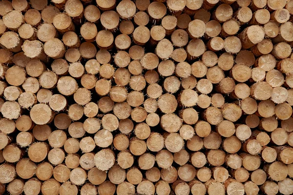 Troncos de madera redondos fondo de textura de primer plano con diferentes diámetros de tamaño de pinos almacenados en gran pila —  Fotos de Stock