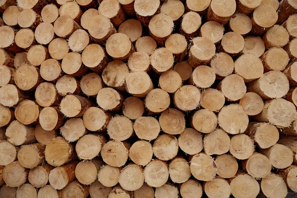 Troncos de madera redondos fondo de textura de primer plano con diferentes diámetros de tamaño de pinos almacenados en gran pila —  Fotos de Stock