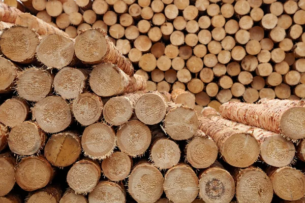 Grumes rondes en bois fond de texture close-up avec différents diamètres de pin stockés dans une grande pile — Photo