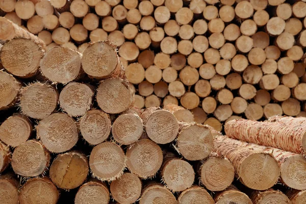 Round wood logs close-up texture background with different pine trees size diameters stored in large pile — Stock Photo, Image