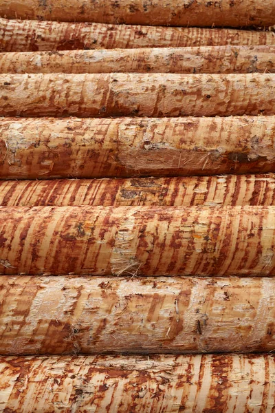 Woodpile ahşap arka plan Ağaç Kereste Sanayi Boyutlanmış debarked çam ahşap günlükleri için hasat