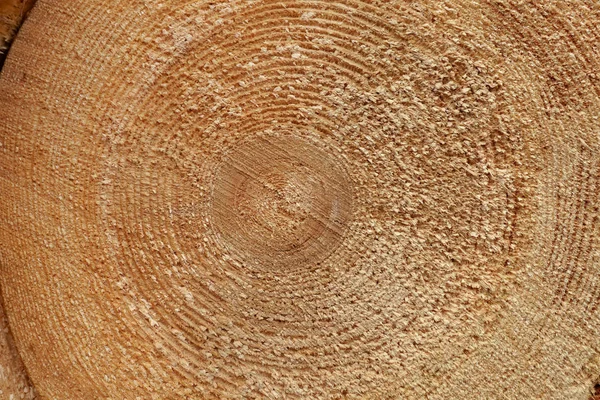 Close-up corte redondo para baixo log árvore seção transversal com anéis anuais padrão de textura de madeira — Fotografia de Stock