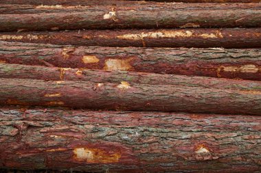 Woodpile ahşap Kereste Sanayi Boyutlanmış çam ahşap günlükleri için hasat close-up perspektif 