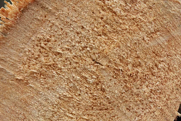 Yakın çekim yuvarlak kesit ağaç günlük yıllık halkalar ahşap doku desenli kesmek
