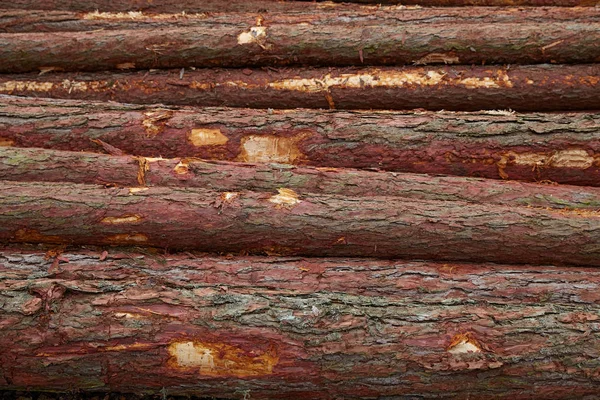 Perspectiva de primer plano de la madera aserrada para la industria maderera a partir de troncos de madera aserrada de pino —  Fotos de Stock