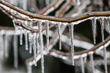 Closeup of icicles hanging from branch coated in ice from winter storm. Ice cycles are sharp with good contrast against a dark and blurred background. clipart