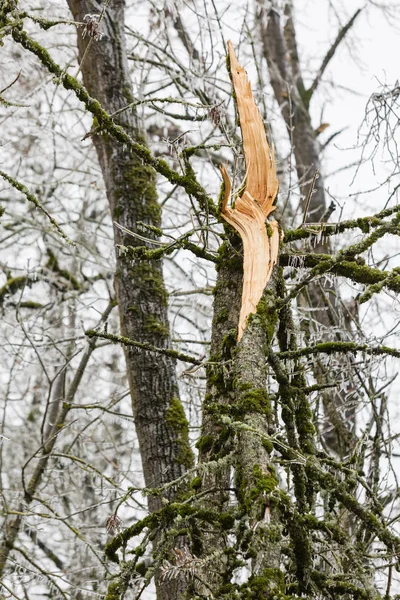 Kırık ve kalın buz ağırlık kırık bir ağaç kış fırtına ve dondurucu yağmur yaptı.