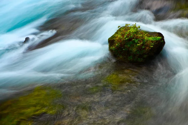 Lone rock soğuk nehirde duran yeşil bitkiler ile tepesinde. İş kavramlarını sebat, azim, güç, sebat, bütünlük, etik ve inanç.