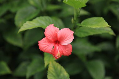 Kırmızı çiçek yakın çekim arka plan