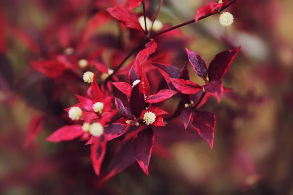 Червоні та фіолетові квіти — стокове фото