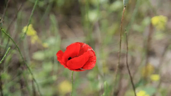 Fond de gros plan fleur de pavot — Photo