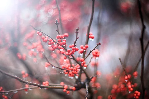 Red berries background — Stock Photo, Image