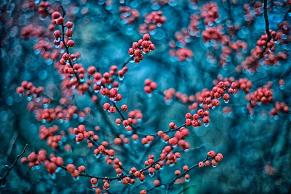 Red berries background — Stock Photo, Image