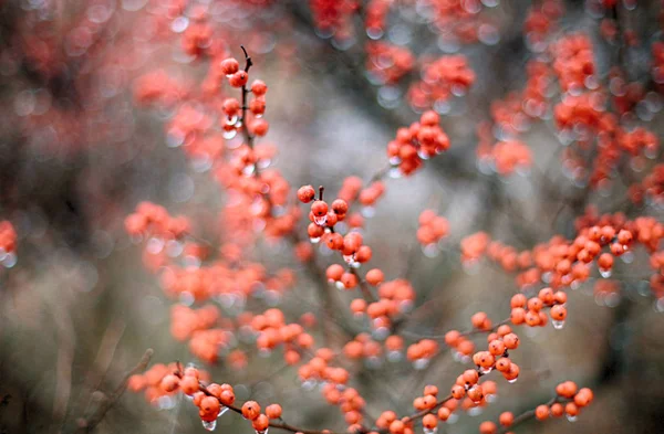Red berries background — Stock Photo, Image