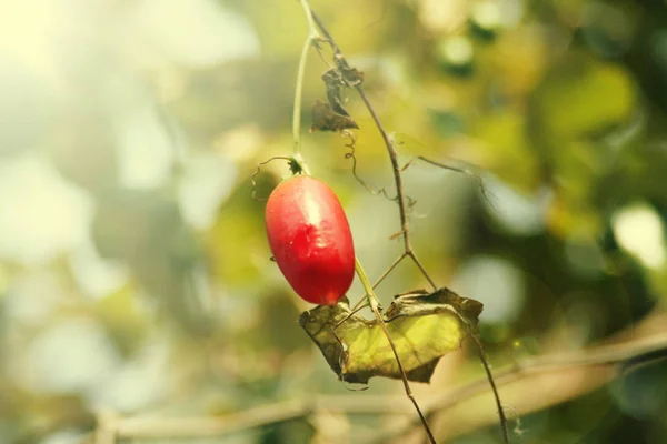 赤 trophical ベリー — ストック写真
