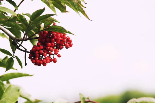 Arbre Rowan carte postale fond — Photo