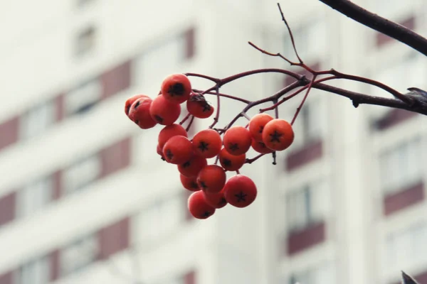 Крупним планом яскраві ягоди суниці — стокове фото