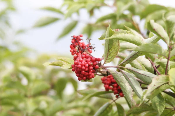 ローワンの木の赤い果実 — ストック写真