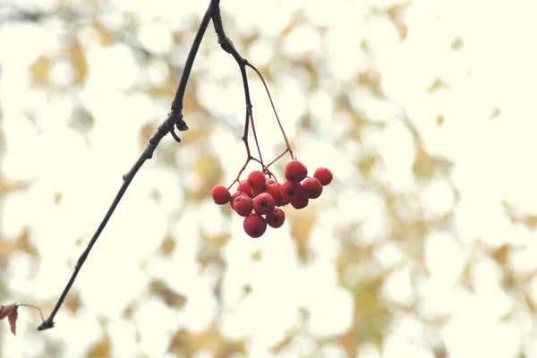 Rowan arbre baies rouges — Photo
