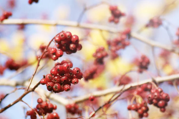 Rowan arbre baies rouges — Photo