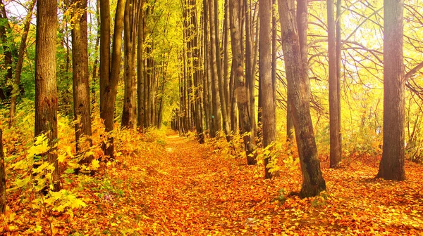 Sonbahar parkında renkli yapraklar