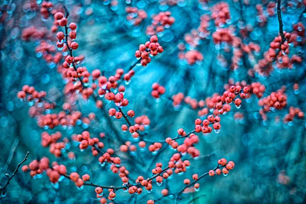 Red berries background — Stock Photo, Image