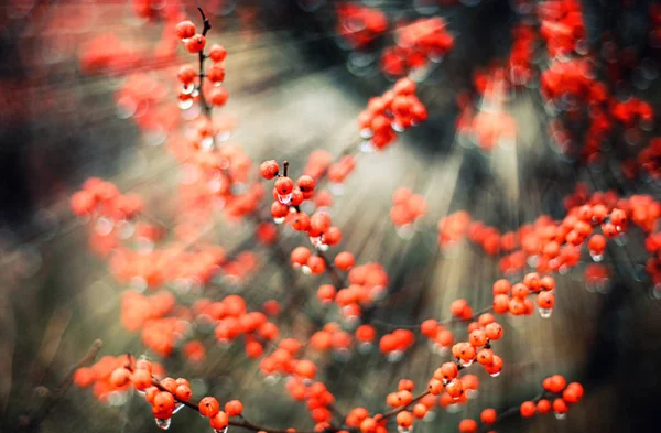 3 d 赤い果実を表現力豊かな背景 — ストック写真