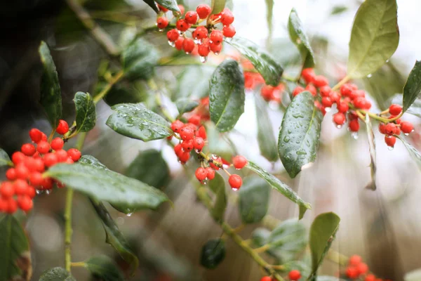 Rote Beeren Hintergrund — Stockfoto