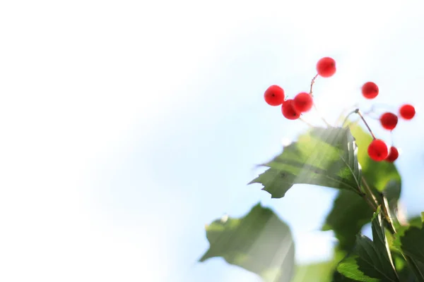 Red vibrant berries — Stock Photo, Image