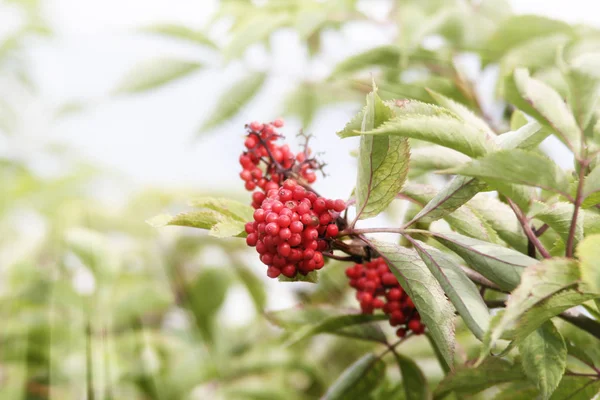 ローワンの木の赤い果実 — ストック写真