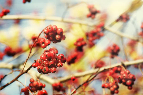 Rowan arbre baies rouges — Photo