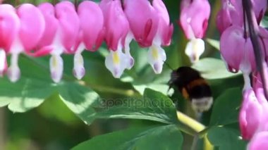 Yaban arısı bir çiçeği döllüyor