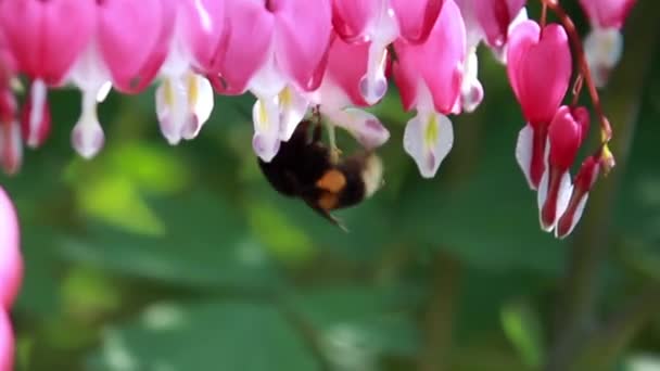Hummeln bestäuben eine Blume — Stockvideo
