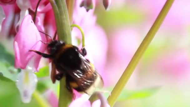 Bumble Μέλισσα επικονίασης ένα λουλούδι — Αρχείο Βίντεο