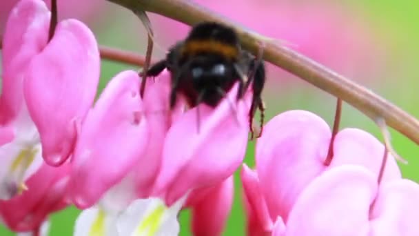 Bumble bee pollinating a flower — Stock Video