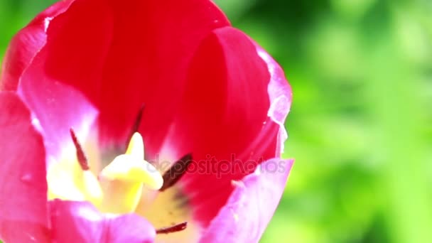 Red tulip flower very close up — Stock Video