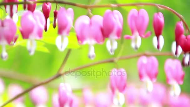 Corazón sangrante Dicentra flores de cerca — Vídeos de Stock