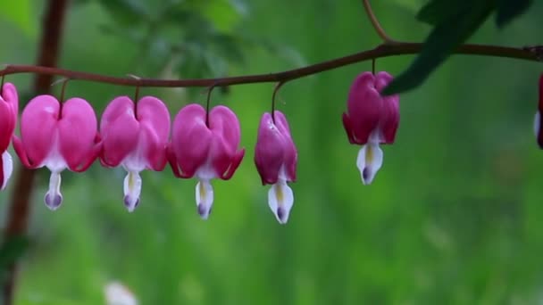 Квіти з кров'яним серцем Дицентр крупним планом — стокове відео