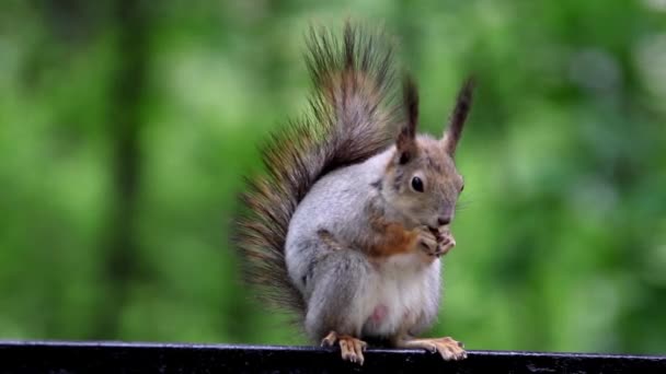 Rode eekhoorn eten moer — Stockvideo