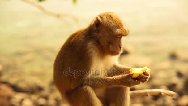 Little cute monkey eating banana — Stock Video