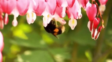 glassblower çalışma yakın çekim