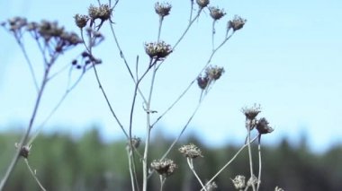 Bir ormanının Dru çiçekler