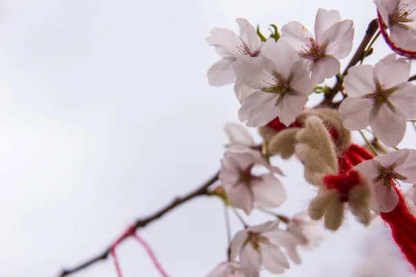 Röda orientaliska prydnadsväxter på en blommande cherry tree — Stockfoto