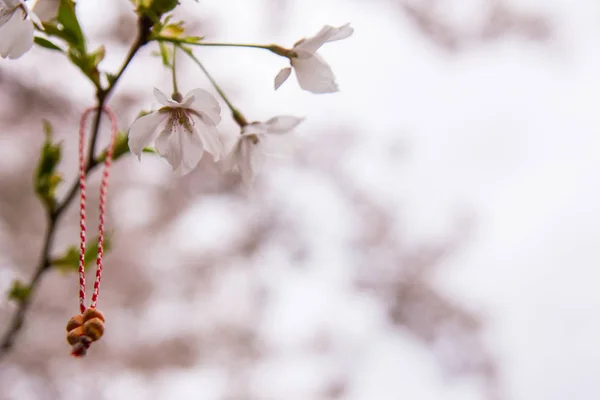 Red oriental ornamentals on a blooming cherry tree — Stock Photo, Image
