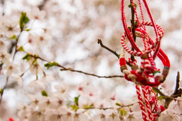 Red oriental ornamentals on a blooming cherry tree — Stock Photo, Image