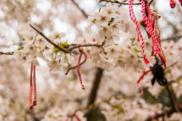 Red oriental ornamentals on a blooming cherry tree — Stock Photo, Image